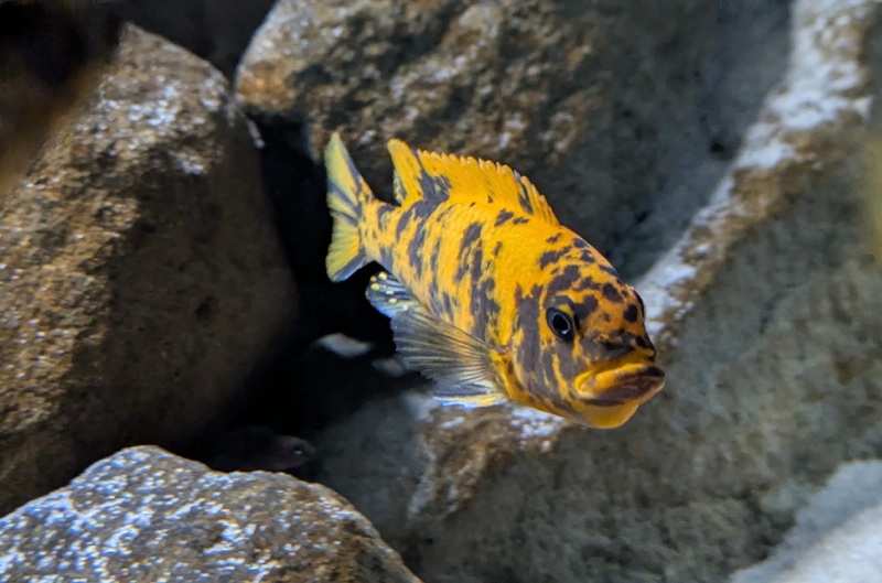 Maylandia estherae 'Minos Reef'